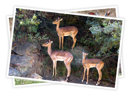 Three bucks on a mountain